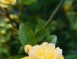yellow roses in bloom during daytime