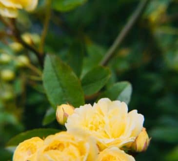 yellow roses in bloom during daytime