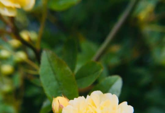 yellow roses in bloom during daytime