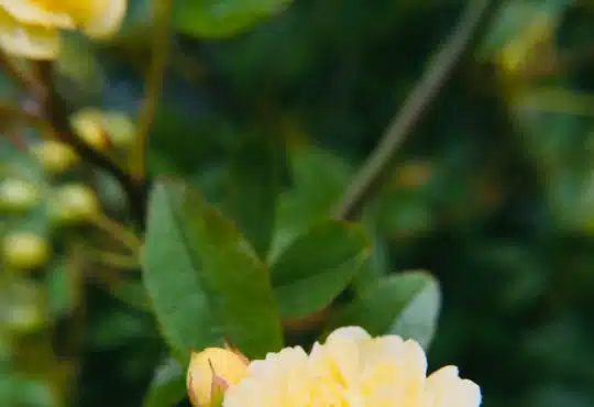yellow roses in bloom during daytime