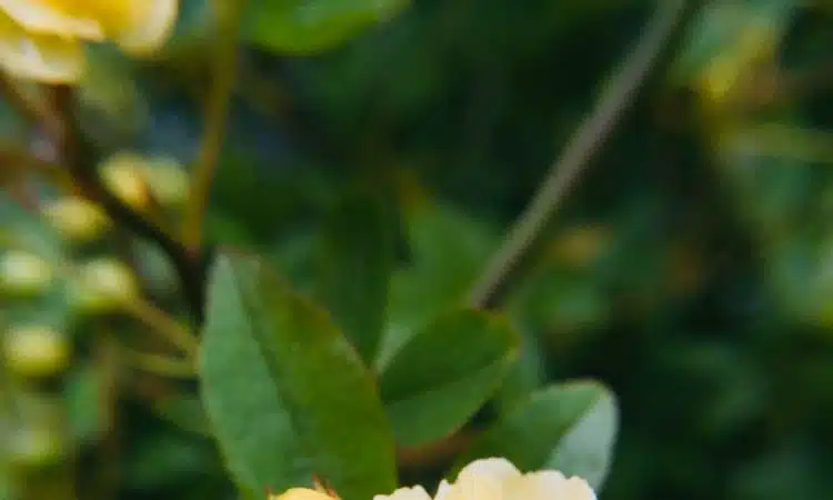 yellow roses in bloom during daytime