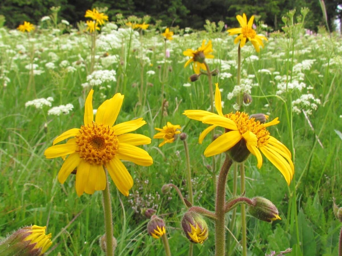 Arnica montana: Découvrez tous les secrets de cette plante des montagnes