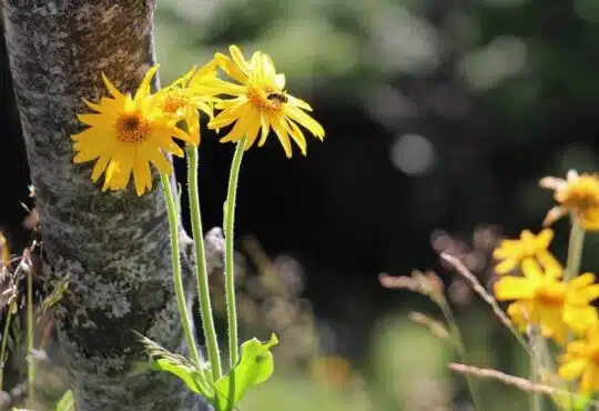 Arnica montana: Découvrez tous les secrets de cette plante des montagnes