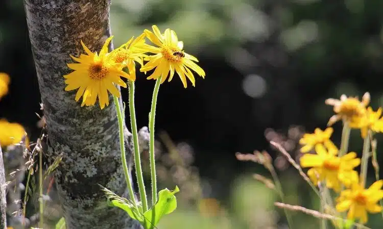 Arnica montana: Découvrez tous les secrets de cette plante des montagnes