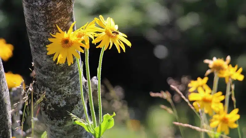 Arnica montana: Découvrez tous les secrets de cette plante des montagnes