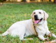 Comment l'assurance chien peut vous protéger des imprévus vétérinaires ?