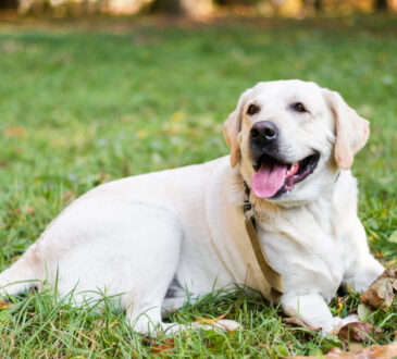 Comment l'assurance chien peut vous protéger des imprévus vétérinaires ?