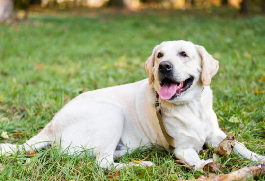 Comment l'assurance chien peut vous protéger des imprévus vétérinaires ?