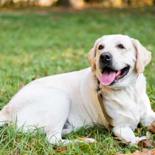Comment l'assurance chien peut vous protéger des imprévus vétérinaires ?