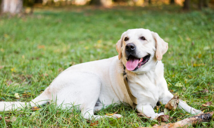 Comment l'assurance chien peut vous protéger des imprévus vétérinaires ?