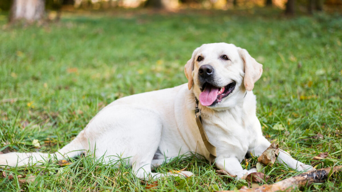 Comment l'assurance chien peut vous protéger des imprévus vétérinaires ?