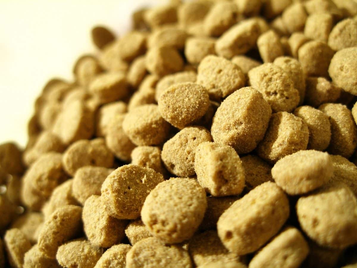 croquettes chien