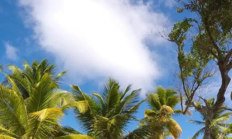 green palm trees on white sand beach during daytime