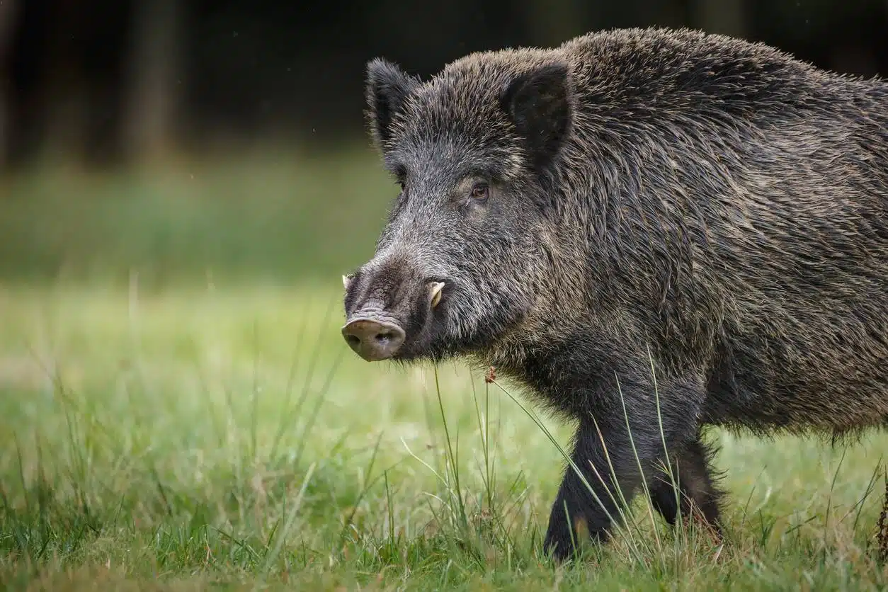 Chasse au sanglier