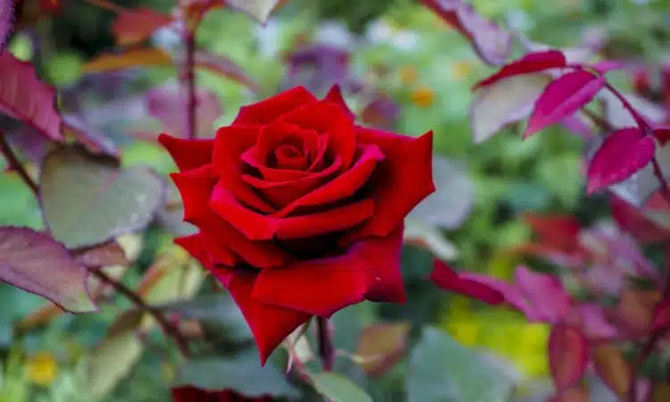 la fleur la plus romantique