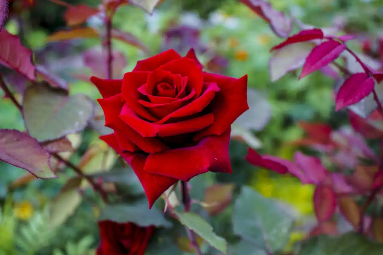 la fleur la plus romantique